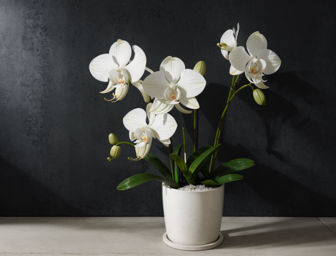 как подобрать горшок для кактуса